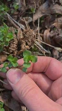 Foraging / Plant Identification: Chickweed (Part 1)