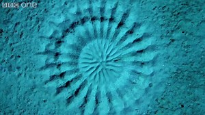 267K views · 6.4K reactions | Les animaux marins sont incroyables! Et ce n'est pas un poisson d'avril. Offrez-vous 2 minutes d'émerveillement et un instant de réflexion. | L214 Ethique et Animaux | Facebook