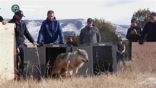 Colorado releases wolves captured in Canada to create permanent population
