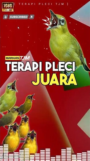Terapi Pleci Juara, Gacor Nembak, Nagen Saat Digantangkan !!!