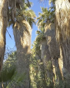In the Indian Canyons, water flows beneath centuries-old palms, mountains rise with quiet grace, and the spirit of the land remains ever-present — eternal, resilient, alive. #ACBCI #AguaCaliente #IndianCanyons #Nature | Indian Canyons & Tahquitz Canyon