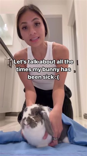 If your bunny has a chronic illness or often gets sick like Po, please consider keeping EmerAid Sustain on hand in case your bunny is sick & until you can get them to a veterinarian! It gives so much peace of mind knowing we can feed him either a bowl, syringe, treat, or topper form when his appetite is low. #pothebun #bunny #bunbun #hollandlop #lopearedbunny #rabbit #rabbitsoftiktok #bunniesldtiktok #cute #bunnylove #bunnies #ilovemybunny #bunnyworldwide #dwarfbunny #lopbunny #bunny #bunnyrabbi