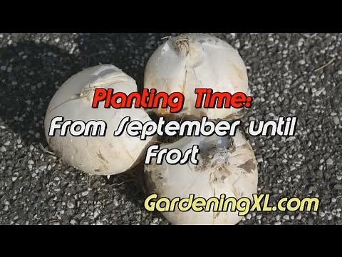 How to plant Allium Globemaster bulbs