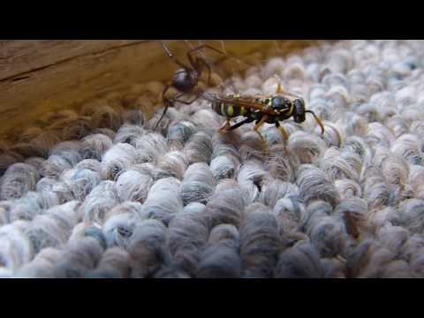 Wasp vs. spider: Death Match