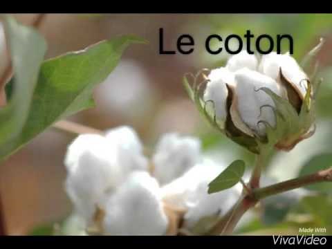 Comment fabrique t-on des vêtements en coton ? QI#4