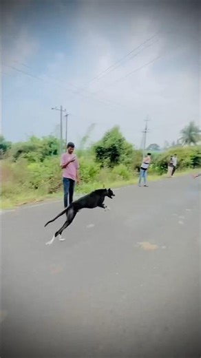 Dog race kolhapur 🚀😱|| श्वान शर्यत कोल्हापूर/ dog racing maharastra || #shorts#arfyads#dogsports