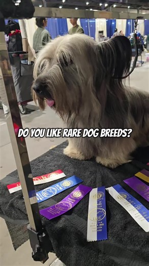 I would love to help mentor someone locally so we can go to shows and hopefully you can get your own skye one day. until then let me show you how to show and groom them. #kentucky #dogsnob
