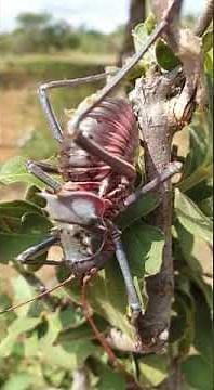 Armoured Ground Cricket Chirps Echo | Kruger National Park #GroundCricket #SANParks