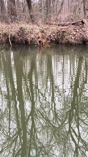 Trying to get Dixie to swim to me