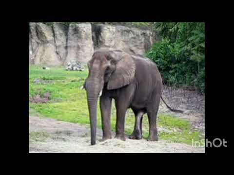 WolfooSounds - Elephant Sound Effect - Free To Use - Elephant Trumpets