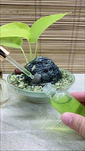 How to Make Neon Pothos Cutting Water Garden in a Bowl💚 #neonpothos #pothos #watergarden #tabledecor #ideas | Adela E