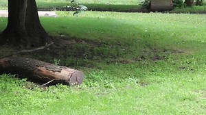 6K views · 230 reactions | A great ending for a rescued wild turkey...