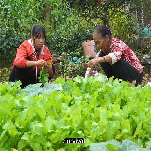 Mom cutting fresh vegetable and sell for money | Monkeys kaka