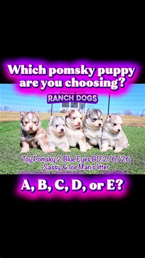 🐾 Pomsky Puppy Pick Challenge 🐾 You’ve seen the individual puppies from Sassy & Iceman’s litter… Now the real question is… Which one would YOU choose? A B C D or E 💙 All blue eyes 🐺 Stunning husky masks 🐾 Charting toy size 👇 Comment your pick below! 🌐 www.maineaimranchdogs.com 📱 641-344-5548 #pom#pomskym#pomskypuppym#pomskylovem#pomskybreederueeyedpuppy