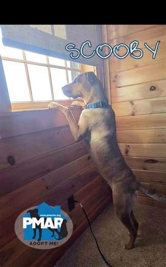 Scooby says 👋 This 10-month-old, 48-lb bundle of joy is equal parts adventure buddy and snuggle bug! 🥾💛 Fully potty trained and sleeping uncrated at night, Scooby loves doggy daycare where he plays beautifully with other pups and kids (just needs a little reminder not to jump when he’s too excited to say hi). At his upstate NY foster home, Scooby enjoys his indoor/outdoor kennel time and would love a fenced yard for his zoomies and sunbathing sessions. ☀️ He’s a classic pittie... sweet, sensi
