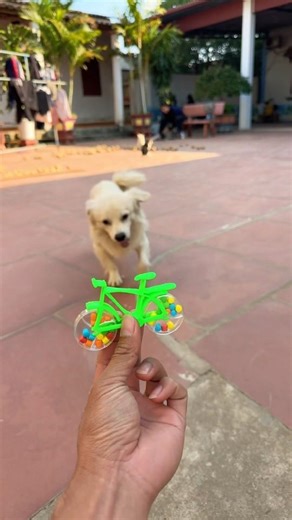A gift for a smart dog.🎁🐩🥰