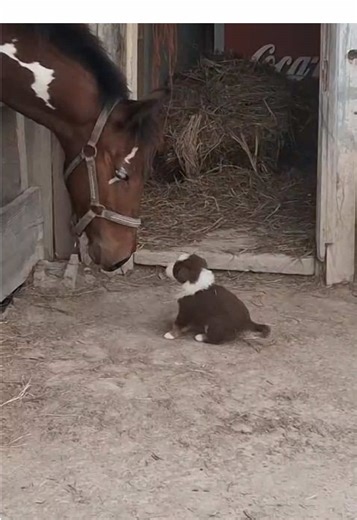 Adorable Moments with Dogs and Horses