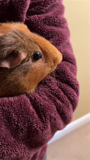 Jimmy is not evil kitty #myguineapigisfat #fyp