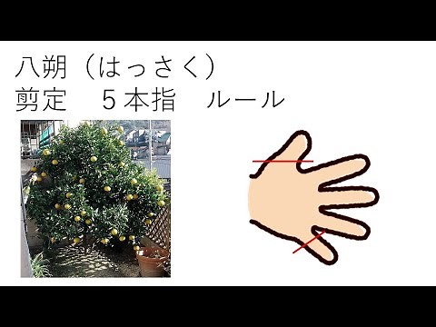 八朔 剪定 5本指ルール