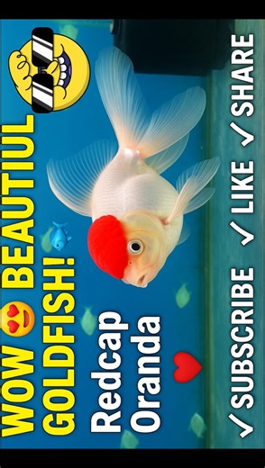 WOW 😍 Most Beautiful Redcap Oranda Goldfish 🐠 | Relaxin