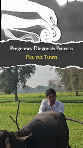 How to pregnancy Diagnosis in Cattle