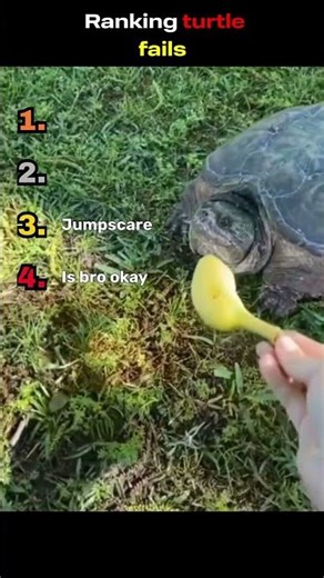 Ranking turtle fails