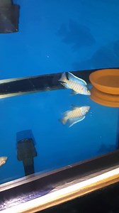 11 reactions | Aulonocara sp Turkis Breeder Male (Plum colored eyes) | Dee Koshy's African Cichlids | Facebook