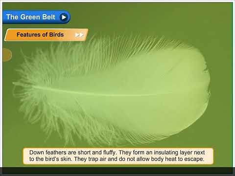 Features of Birds | Environmental Studies Class 3