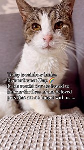 71K views · 10K reactions | In honour of Rainbow Bridge Remembrance...