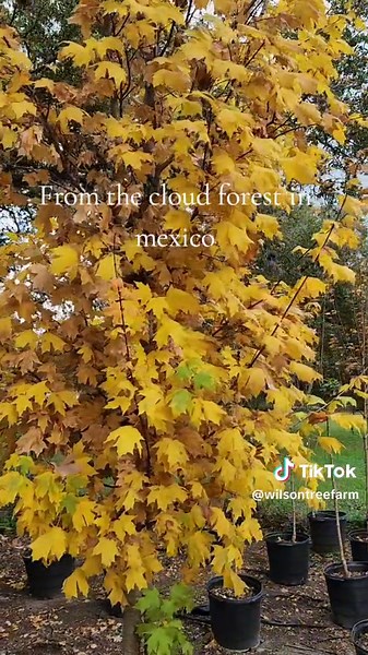 rare trees for south texas: the cloud maple #landscaping #plantingseason #texasplants #texastrees #nursery #gardening