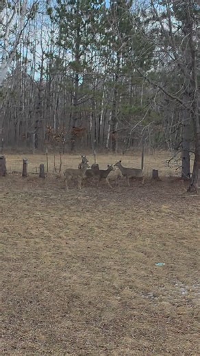 I'm just grateful that Cooper came through the house into the run to protect me instead of chasing them into the forest, since he started out about 10 feet away from the original deer on the septic mound. Sigh. #farmlife #farm #deer #wildlife #goldenretriever