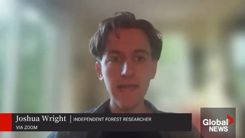 Concerns raised over Vancouver Island old-growth logging