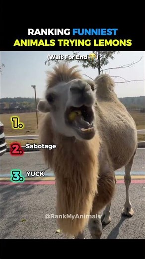 Ranking Funniest Animals Trying Lemons 🍋☠️