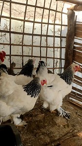 54K views · 230 reactions | MONSTER LIGHT BRAHAMA GI macha puthokpa houjaragani...... 隸隸隸隸..... The more SIZE BIG ❤️..laying egg Rarely  @ [1150758949760469:49210:@highlight] #viralreelsfacebook #fancy #manipulation #viralvideochallenge @everyone | Amison Luwang | Facebook