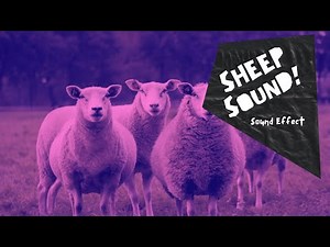 Sheep Baaing - sound effect - no copyright (HQ)