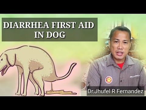DIARRHEA DOG || FIRST AID || Mga Dapat Gawin Kapag Nagtatae Ang Aso!