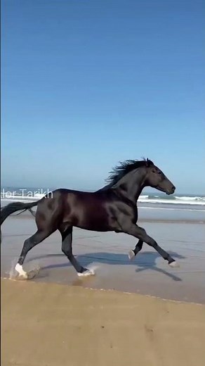 What Do Horses Look Like From Behind? 🐎