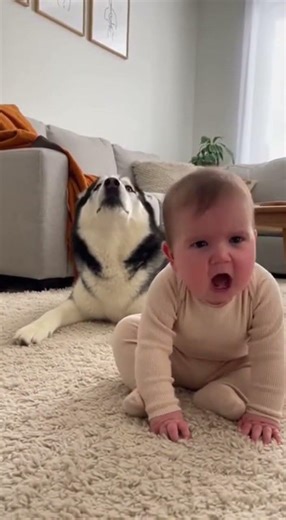 Tiny Rage vs Big Awoo 😤🐺 | Baby#AwooBattle#TinyRage#HuskyHowl#FunnyBaby#PetAndBaby#RealHomeVideo#NoM