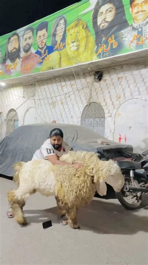 iPhone destroyed by shairo😱😱💔💔💔qurbani2026 #ytshorts #shair #petlover #pets #yt #iphone