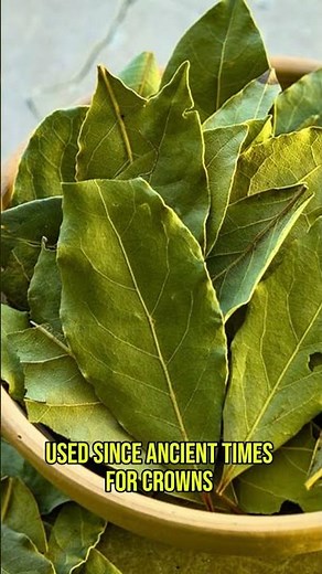 🌿 Laurel Crown 🌱 | The Leaf That Remembers Glory/ #plants #laurel #facts