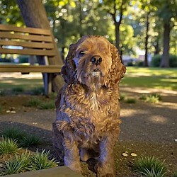 Chicago, IL - Cocker Spaniel. Meet Benji a Pet for Adoption - AdoptaPet.com