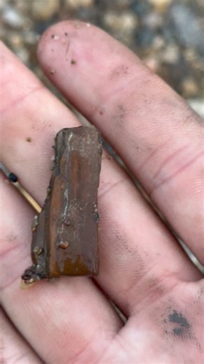 Always follow the dog! #fossil #petrifiedwood #rockhounding | Kaines Crystals