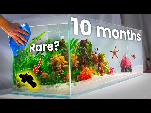 I Built a Shallow Reef Ecosystem (filterless)