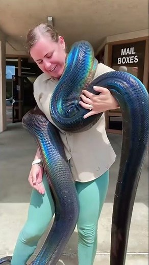Woman shows off her big beautiful Python wrapped around her neck #Shorts
