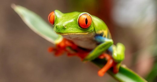 19 Toad-ally Awesome Frog Crafts for Kids - Cool Kids Crafts