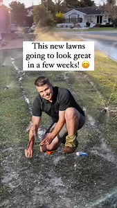 1K views · 73 reactions | Sir Walter lawn — before and after. On installation, then after establishment. A good watering system and decent topsoil is what keeps this lawn looking great all year round. PS We also install beautiful native gardens. | Retic Renovation | Facebook