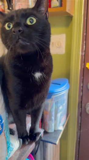 Funny Cute Cat Meowing - he really says “out” asking that we take him outside #catmeowing #cats