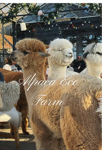 Alpaca Eco Farm: Unforgettable High Tea Experience