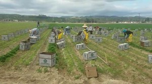 After a 10 hour work day on Thursday, Moorpark CA #farmworkers have finished harvesting and filling the last box of parsley for the day. This day they harvested an average of 95 boxes at $1.85 per box. #WeFeedYou / Después de una jornada laboral de 10 horas el jueves, los campesinos de Moorpark CA han terminado de cosechar y de llenar la última caja de perejil del día. Este día cosecharon un promedio de 95 cajas a $1.85 por caja. #WeFeedYou | UFW