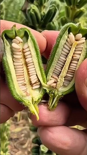 The Hidden Power of Sesame Plant You Must know!#shorts #farming #plants